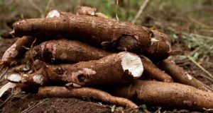 Cassava Agribusiness: Graduates Form Cluster Groups In South West States Cassava...now seriously yielding money for Nigerians...