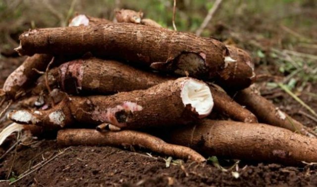 Cassava...now seriously yielding money for Nigerians...
