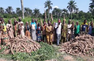Demand-Lull Forces Prices Of Cassava Stems To N400 Per Bundle A recently harvested demo plot in Oyo state with farmers in jubilation over bumper yield from an improved weed controlled plots