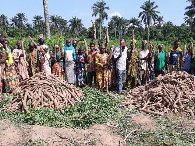 A recently harvested demo plot in Oyo state with farmers in jubilation over bumper yield from an improved weed controlled plots