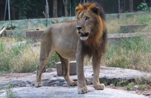 Agodi Zoo Closed By Oyo Government As Lion Kills Attendant