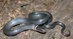 Federal University Of Lokoja Student Killed By Snake ...a snake....this type of creature is now terrorizing some Nigerians...more than Boko Haram and 'Monkey Pox'...