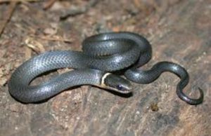 Federal University Of Lokoja Student Killed By Snake ...a snake....this type of creature is now terrorizing some Nigerians...more than Boko Haram and 'Monkey Pox'...