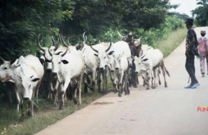 Residents Panic As Foreign Herdsmen Take Over Oyo, Ogun Forest Reserves Herdsmen...on duty...