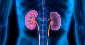 Check Out 10 Ways You Can Protect Your Kidneys ...human kidneys...