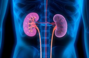Pathologist Explains Why Kidney Failure’s Increasing In Nigeria ...human kidneys...