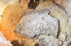 Makinde’s Govt Insists: FG Sent Rotten Rice To Us To Give Out As Palliatives To Our People