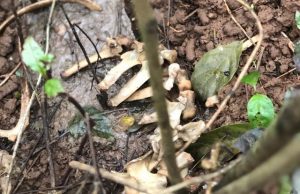 Suspected Kidnappers’ Den Discovered In Ibadan ...another kidnappers' den in Ibadan?