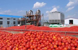 Tomato Importation: Dangote Wants Total Ban Dangote Tomato Processing plant