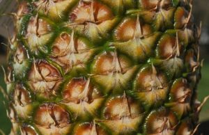 COVID-19 Cure: UNILORIN Dons Endorse Pineapple Skin ...pineapple skin to the rescue of COVID-19 patients?