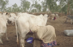 Ekiti Farm With Pregnant Cows Secures Support From America