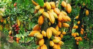 High Expectations As Nigeria’s Q1 Cocoa Exports Soar To ₦1.23tr