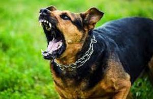 How Undergraduate’s Private Part Was Bitten Off By Unguarded Dog In Ondo