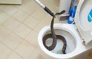 Snakes In Toilet Bowls: Read About How You Can Prevent This