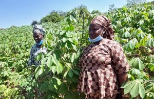 Cushioning The Impact Of COVID-19: GIZ-Funded Project Establishes 60 Cassava Commercial Seed Entrepreneurs
