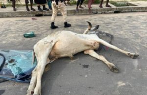 Herders Kill Man For Knocking Down Cow In Badagry, Residents Protest ...the dead cow...