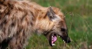 Anxiety Grips Residents As Hyena Escapes From Jos Wildlife Park