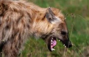 Anxiety Grips Residents As Hyena Escapes From Jos Wildlife Park