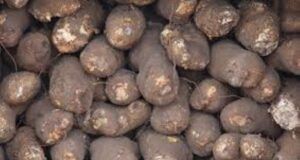 Stealing 35 Tubers Of Yam Earns Man 18-Month Jail Term In Akure ...tubers of yam...