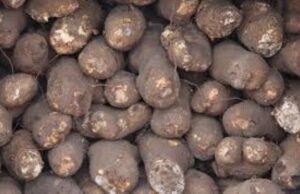Stealing 35 Tubers Of Yam Earns Man 18-Month Jail Term In Akure ...tubers of yam...