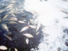 Research Reveals How Fishes, Periwinkles From Ogoni Waters Have Been Spreading Cancer