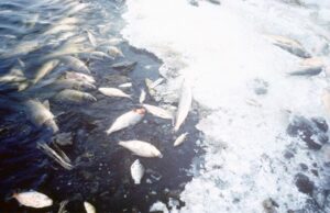 Research Reveals How Fishes, Periwinkles From Ogoni Waters Have Been Spreading Cancer