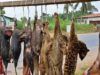 Physicians To Nigerians: Avoid Bush Meat To Prevent Ebola Spread ...bush meat on a typical highway...(bbc.com image)