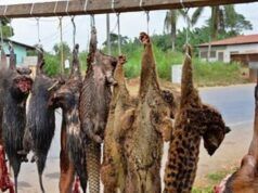 Physicians To Nigerians: Avoid Bush Meat To Prevent Ebola Spread ...bush meat on a typical highway...(bbc.com image)