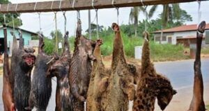 Physicians To Nigerians: Avoid Bush Meat To Prevent Ebola Spread ...bush meat on a typical highway...(bbc.com image)