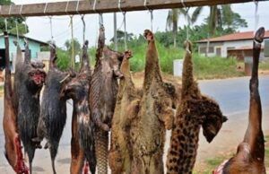 Physicians To Nigerians: Avoid Bush Meat To Prevent Ebola Spread ...bush meat on a typical highway...(bbc.com image)