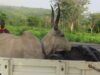 OYRLEA Intensifies Enforcement Against Open Grazing, Impounds Livestock In Iseyin Large kudu with tall curved horns lying in the bed of a pickup truck, with two men in maroon shirts nearby and a green rural landscape behind.