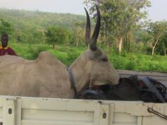 OYRLEA Intensifies Enforcement Against Open Grazing, Impounds Livestock In Iseyin Large kudu with tall curved horns lying in the bed of a pickup truck, with two men in maroon shirts nearby and a green rural landscape behind.