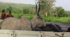 OYRLEA Intensifies Enforcement Against Open Grazing, Impounds Livestock In Iseyin Large kudu with tall curved horns lying in the bed of a pickup truck, with two men in maroon shirts nearby and a green rural landscape behind.