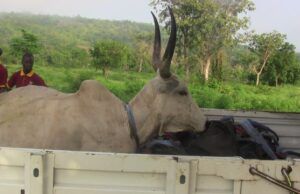 OYRLEA Intensifies Enforcement Against Open Grazing, Impounds Livestock In Iseyin Large kudu with tall curved horns lying in the bed of a pickup truck, with two men in maroon shirts nearby and a green rural landscape behind.