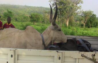 OYRLEA Intensifies Enforcement Against Open Grazing, Impounds Livestock In Iseyin Large kudu with tall curved horns lying in the bed of a pickup truck, with two men in maroon shirts nearby and a green rural landscape behind.