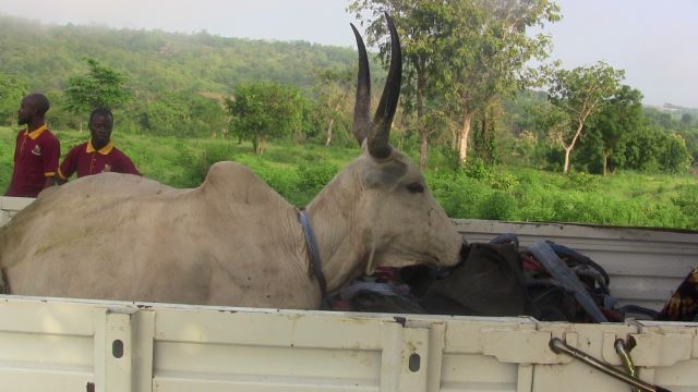 OYRLEA 2 Large kudu with tall curved horns lying in the bed of a pickup truck, with two men in maroon shirts nearby and a green rural landscape behind.