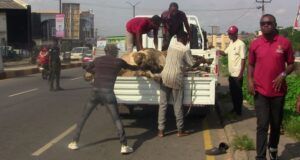 Open Grazing Violation: OYRLEA Impounds Six Cows In Ibadan