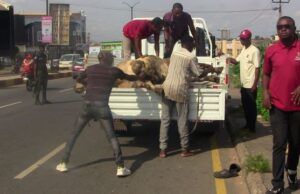 Open Grazing Violation: OYRLEA Impounds Six Cows In Ibadan