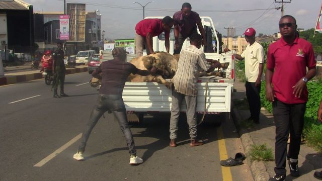 OYRLEA Impound Cow