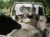 OYRLEA Impounds 13 Cattle For Open Grazing At Government Farm Settlement