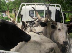 OYRLEA Impounds 13 Cattle For Open Grazing At Government Farm Settlement