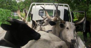 OYRLEA Impounds 13 Cattle For Open Grazing At Government Farm Settlement