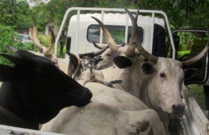 OYRLEA Impounds 13 Cattle For Open Grazing At Government Farm Settlement