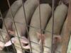 Illegal Livestock Activities: OYRLEA, Environment Ministry Raid Akobo Community