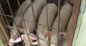 Illegal Livestock Activities: OYRLEA, Environment Ministry Raid Akobo Community