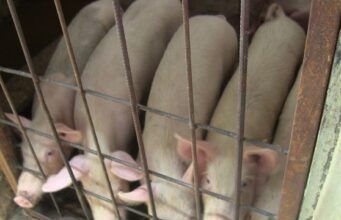 Illegal Livestock Activities: OYRLEA, Environment Ministry Raid Akobo Community