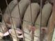 Illegal Livestock Activities: OYRLEA, Environment Ministry Raid Akobo Community