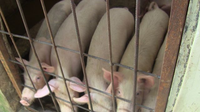 OYROMA piggery