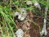How We Recovered 28 Human Skulls, Bones From Abia Forest—Police