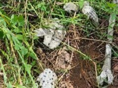 How We Recovered 28 Human Skulls, Bones From Abia Forest—Police